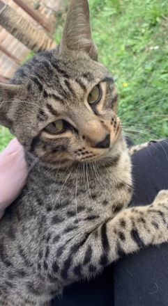 Savannahkatzen/ Katzenbaby