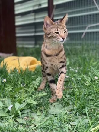 Savannahkatzen/ Katzenbaby