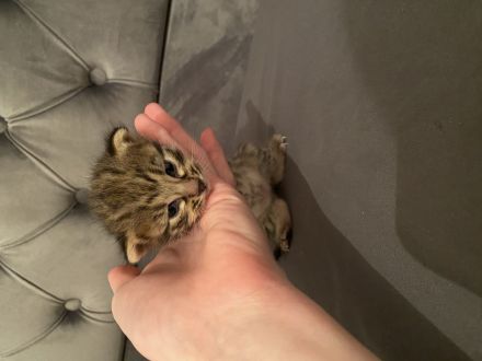 Savannahkatzen/ Katzenbaby