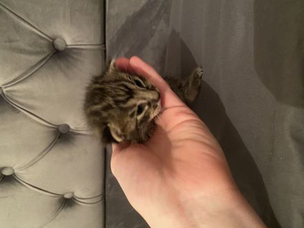 Savannahkatzen/ Katzenbaby