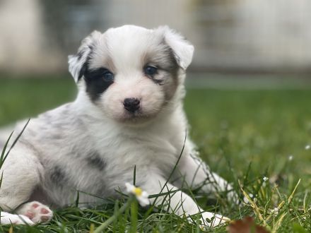 Australien Shepard Welpen