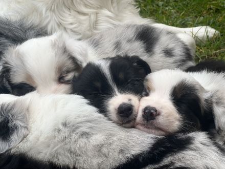 Australien Shepard Welpen