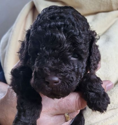 2 traumschöne braune Zwergpudel/Kleinpudel