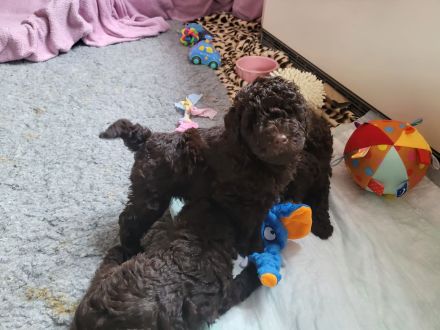 2 traumschöne braune Zwergpudel/Kleinpudel