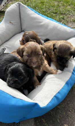 Bolonka Zwetna Welpen