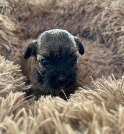 Bolonka Zwetna Welpen