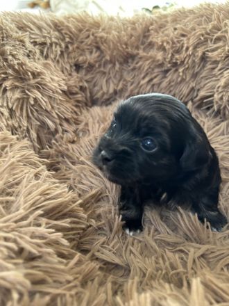 Bolonka Zwetna Welpen