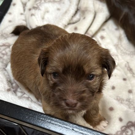 Bolonka Zwetna Welpen