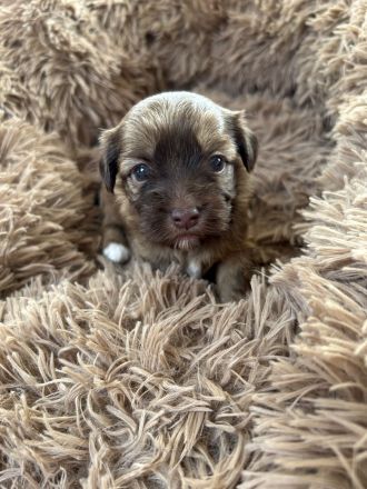 Bolonka Zwetna Welpen