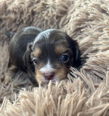 Bolonka Zwetna Welpen