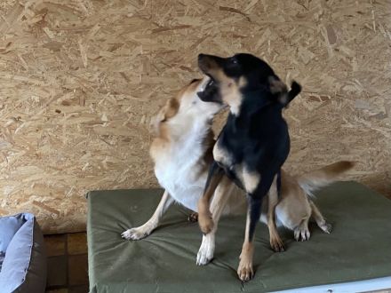 Junghund sucht seine Menschen