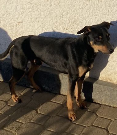 Junghund sucht seine Menschen