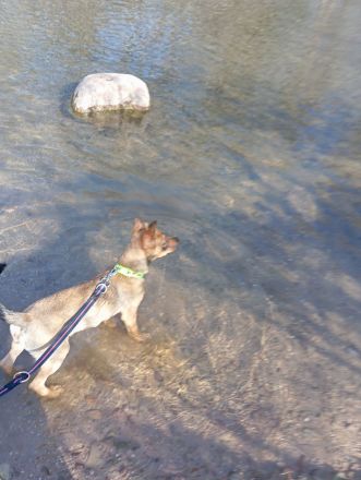 Belgische Schäfer Stafford Mix Welpe