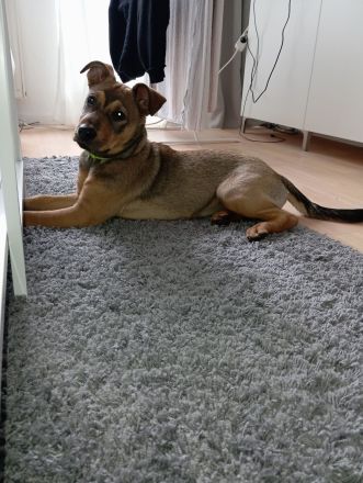 Belgische Schäfer Stafford Mix Welpe