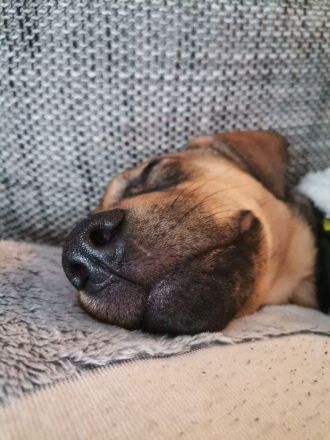 Belgische Schäfer Stafford Mix Welpe