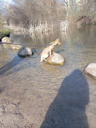 Belgische Schäfer Stafford Mix Welpe