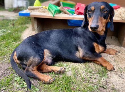 Kurzhaardackel dackel deckrüde zwergdackel