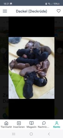 Kurzhaardackel dackel deckrüde zwergdackel