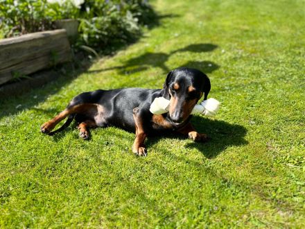 Kurzhaardackel dackel deckrüde zwergdackel