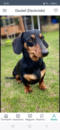 Kurzhaardackel dackel deckrüde zwergdackel