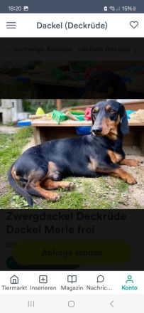 Kurzhaardackel dackel deckrüde zwergdackel