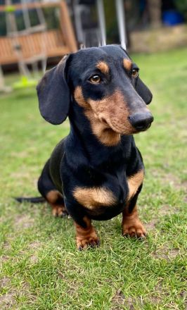 Kurzhaardackel dackel deckrüde zwergdackel