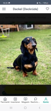 Kurzhaardackel dackel deckrüde zwergdackel