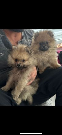 Pomerian mini Spitz