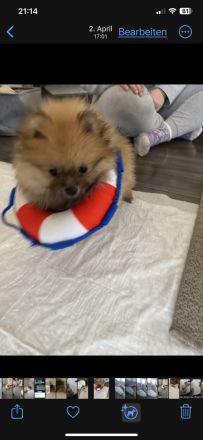 Pomerian mini Spitz
