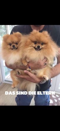 Pomerian mini Spitz