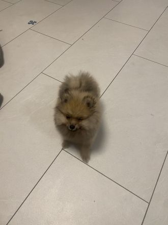 Pomerian mini Spitz