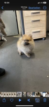 Pomerian mini Spitz