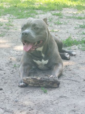 Rüde ACE 2 Jahre alt (unkastriert)