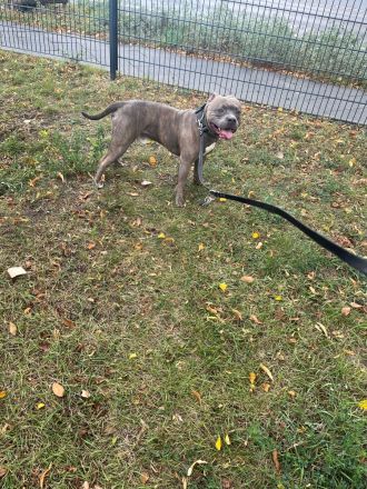 Rüde ACE 2 Jahre alt (unkastriert)