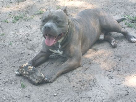 Rüde ACE 2 Jahre alt (unkastriert)