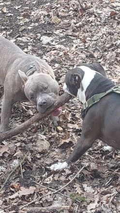 Rüde ACE 2 Jahre alt (unkastriert)