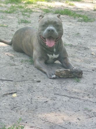 Rüde ACE 2 Jahre alt (unkastriert)