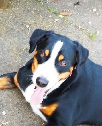Appenzeller Sennenhund Rüde reinrassig Shadow sucht ein liebevolles neues Zuhause