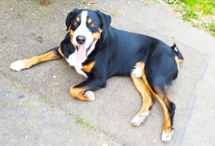 Appenzeller Sennenhund Rüde reinrassig Shadow sucht ein liebevolles neues Zuhause