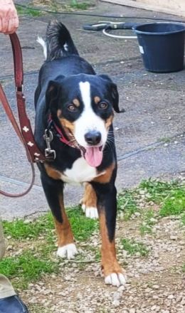 Appenzeller Sennenhund Rüde reinrassig Shadow sucht ein liebevolles neues Zuhause
