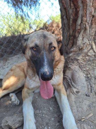 Phoenix - wunderschöner Rüde sucht verständnisvolle Menschen