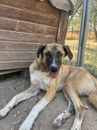 Phoenix - wunderschöner Rüde sucht verständnisvolle Menschen