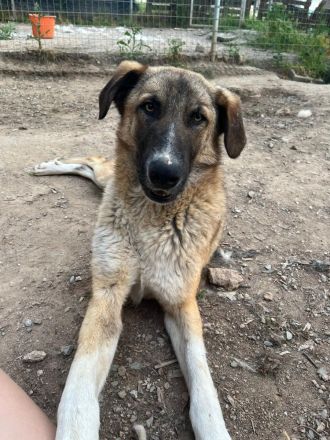 Phoenix - wunderschöner Rüde sucht verständnisvolle Menschen