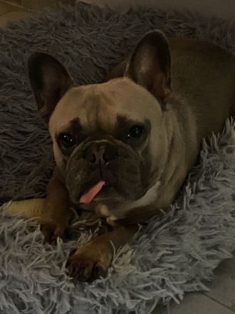 Französische Bulldogge
