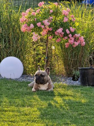 Französische Bulldogge