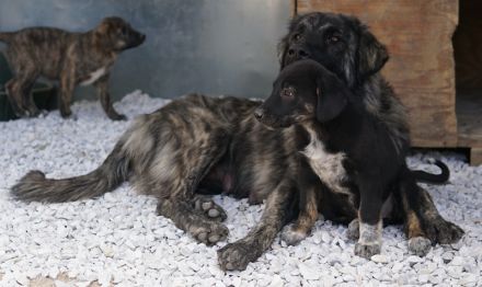 Louisa, geb. ca. 12/2023, lebt in GRIECHENLAND, auf einer privaten Pflegestelle