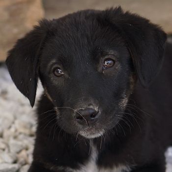 Louisa, geb. ca. 12/2023, lebt in GRIECHENLAND, auf einer privaten Pflegestelle