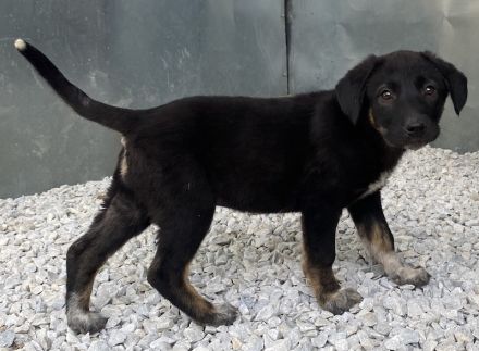 Louisa, geb. ca. 12/2023, lebt in GRIECHENLAND, auf einer privaten Pflegestelle