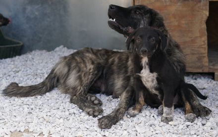 Louisa, geb. ca. 12/2023, lebt in GRIECHENLAND, auf einer privaten Pflegestelle