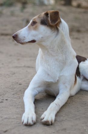 Benna, geb. ca. 01/2024, lebt in GRIECHENLAND, auf einer privaten Pflegestelle